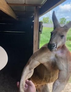 ​袋鼠露出满身肌肉,狂秀健美二头肌,网赞：是袋鼠界馆长!