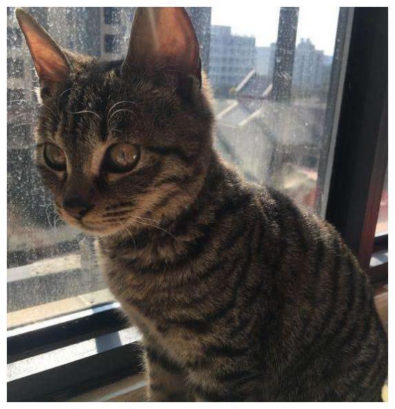 中国特有的狸花猫,一生只认一个主人,忠诚至极,你们想养吗?