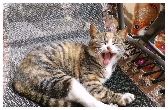 中国特有的狸花猫,一生只认一个主人,忠诚至极,你们想养吗?