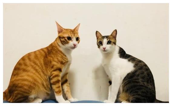 中国特有的狸花猫,一生只认一个主人,忠诚至极,你们想养吗?