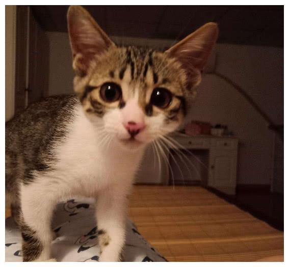 中国特有的狸花猫,一生只认一个主人,忠诚至极,你们想养吗?