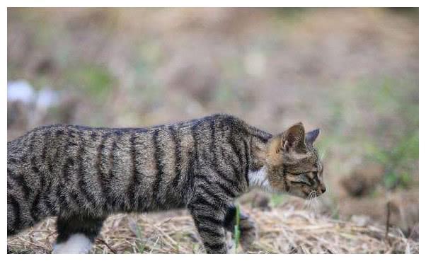 中国特有的狸花猫,一生只认一个主人,忠诚至极,你们想养吗?
