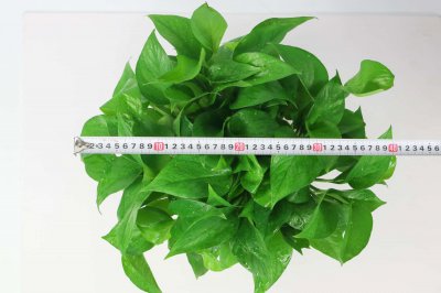 ​绿萝叶子密集如何修剪（方法图解）