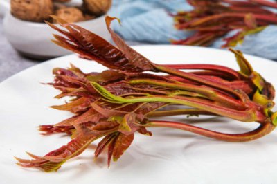 ​香椿移栽时间