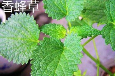 ​香蜂草和薄荷的区别