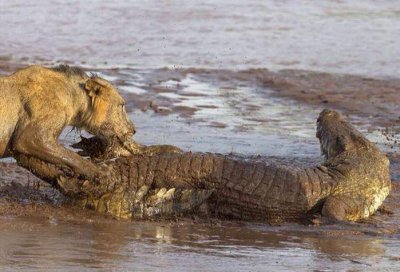 ​超级猛兽虎狮兽秒杀成年大鳄鱼，终极怪物战斗力比老虎还厉害