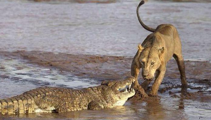 超级猛兽虎狮兽秒杀成年大鳄鱼，终极怪物战斗力比老虎还厉害