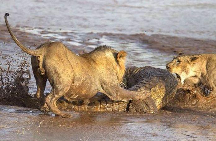 超级猛兽虎狮兽秒杀成年大鳄鱼，终极怪物战斗力比老虎还厉害