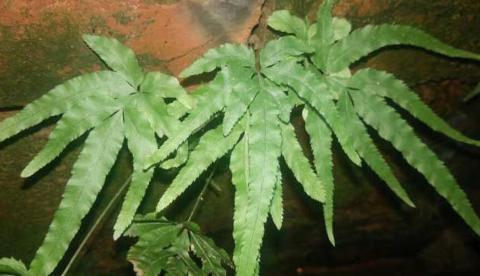 这种野草专门长在水井里，外形很普通，晒干后很有价值