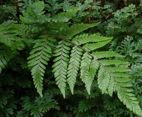 这种野草专门长在水井里，外形很普通，晒干后很有价值