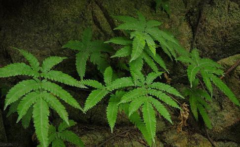 这种野草专门长在水井里，外形很普通，晒干后很有价值