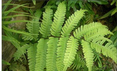 ​这种野草专门长在水井里，外形很普通，晒干后很有价值