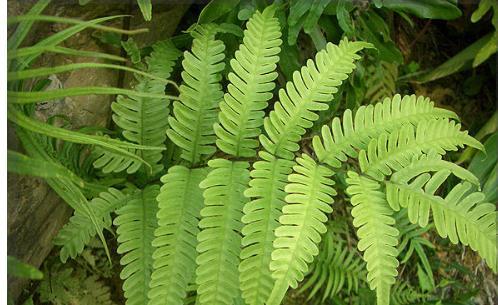 这种野草专门长在水井里，外形很普通，晒干后很有价值