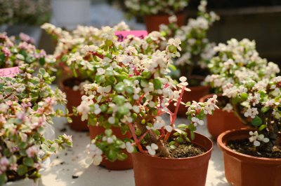 ​判断雅乐之舞是否缺水方法