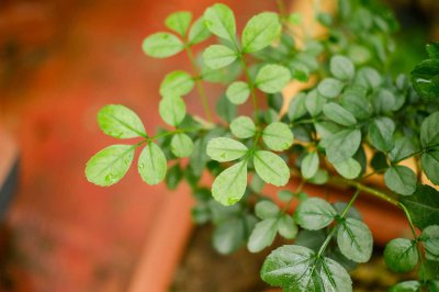 ​室内适合放什么盆栽树