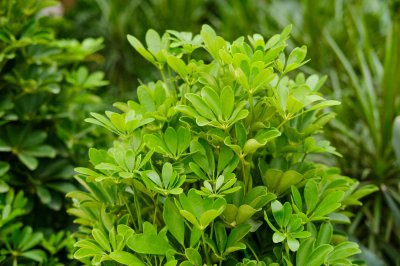 ​鸭掌木是招财树吗