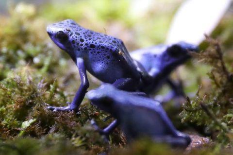 毒箭蛙被誉为“雨林中的宝石” 却拥有一种致命的毒素