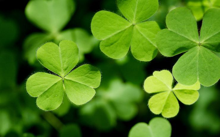 三叶草 三叶草