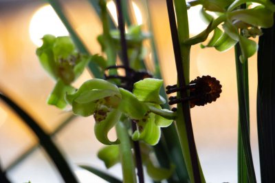 ​怎么给兰花施肥