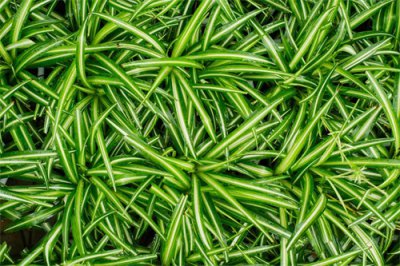 ​吊兰可以用啤酒浇水吗