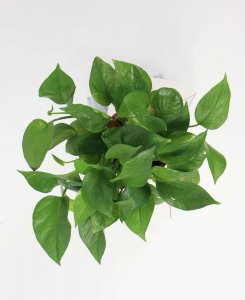 ​室内绿萝多久浇一次水