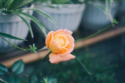 ​月季花什么时候剪枝