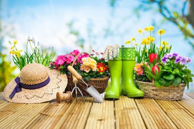 ​霜之朝怎么修剪