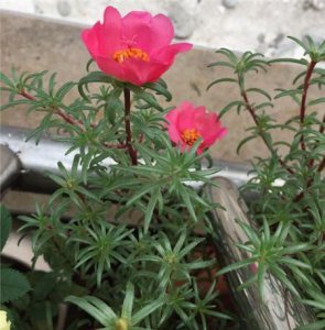 ​半枝莲与半边莲的区别是什么