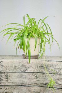 ​吊兰晚上能放在卧室吗，会与人争夺氧气吗？