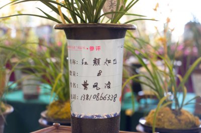 ​兰花的花语是什么