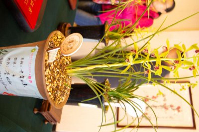 ​兰花用苔藓做盆面好吗