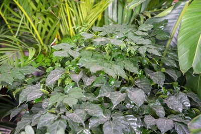 ​幸福树适合摆放在哪里