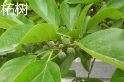 ​柘树和桑树的区别