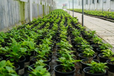 ​绣球花能在家养吗