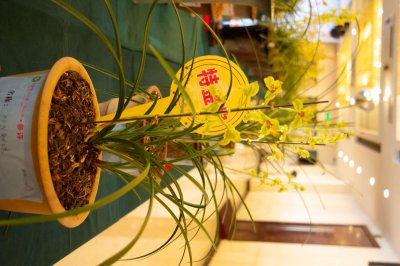 ​兰花的养殖方法和注意事项