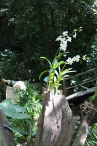 ​什么人不适合吃石斛