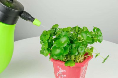 ​铜钱草怎么种