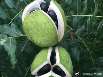 ​文冠果——龙果之迷