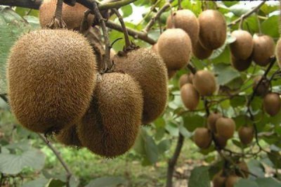 ​猕猴桃可以泡酒吗 猕猴桃的作用