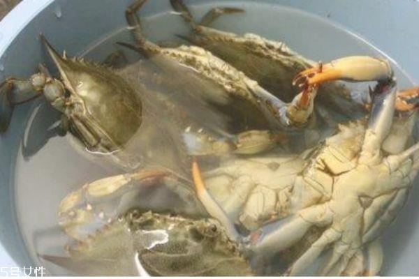 三门青蟹的营养价值 三门青蟹和越南青蟹的区别