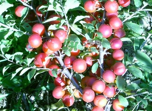 钙果怎么吃？钙果食用方法