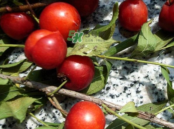 钙果怎么吃？钙果食用方法