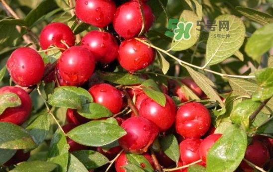 钙果怎么吃？钙果食用方法