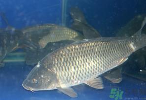 活鲤鱼怎么保存？鲤鱼怎么养才不容易死？