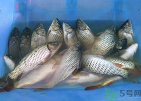 活鲤鱼怎么保存？鲤鱼怎么养才不容易死？