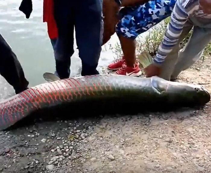 一条鱼价值数万,但是钓友还是忍痛将其放生。不知道会不会后悔