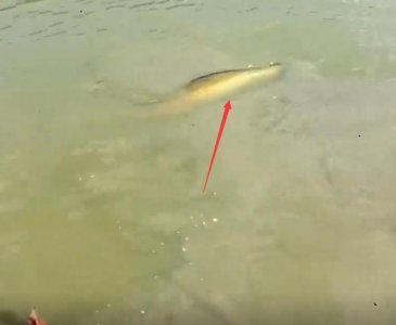 ​一条鱼价值数万，但是钓友还是忍痛将其放生。不知道会不会后悔