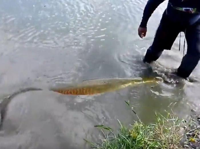 一条鱼价值数万,但是钓友还是忍痛将其放生。不知道会不会后悔