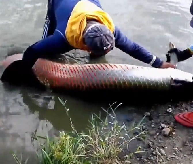 一条鱼价值数万,但是钓友还是忍痛将其放生。不知道会不会后悔