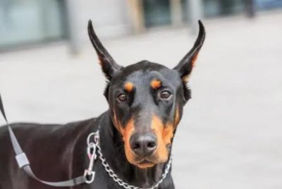 ​灵缇犬的身体特点，灵缇犬特性